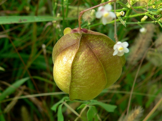{Cardiospermum halicacabum}
